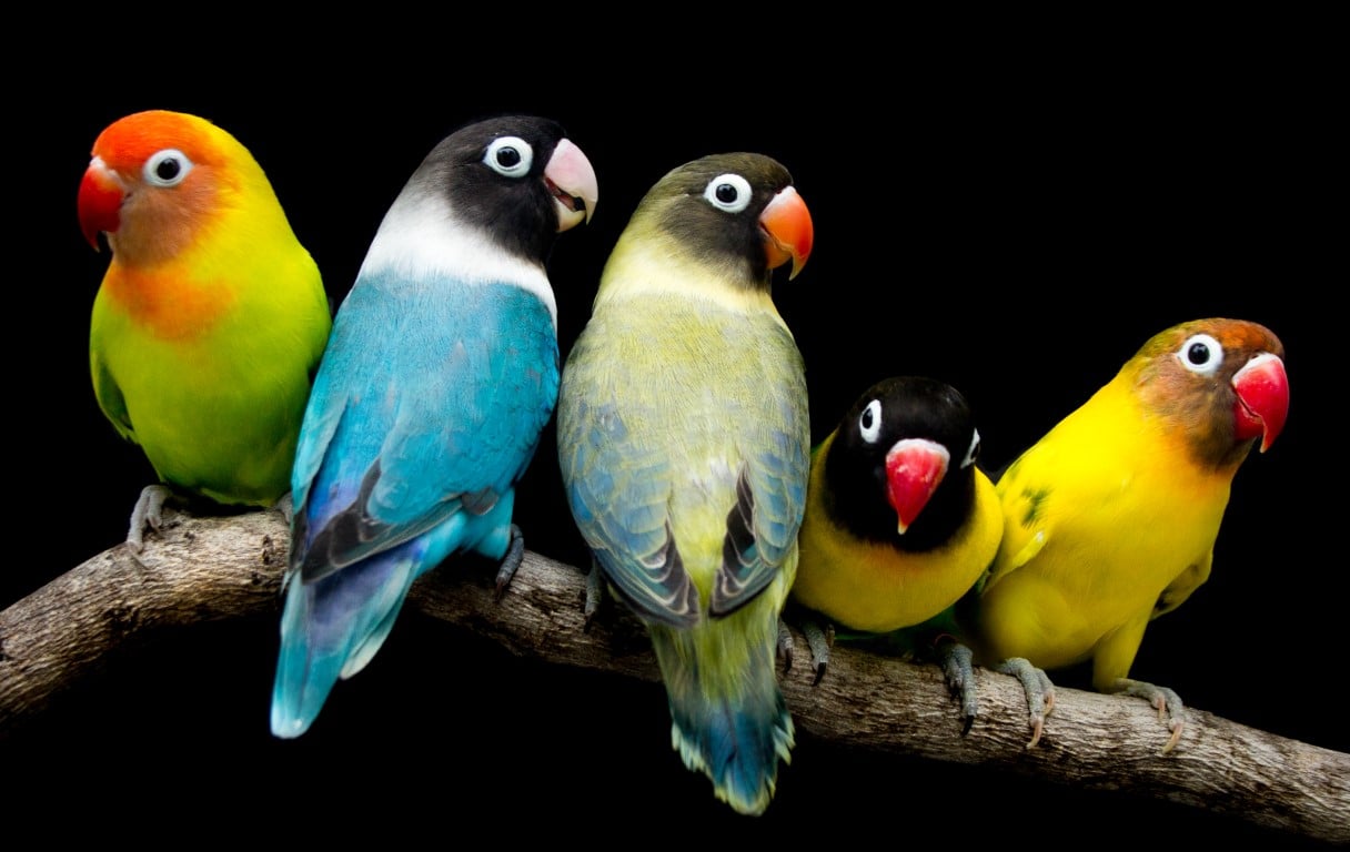 Squawk-tastic Parrot Trivia: Test Your Avian Knowledge