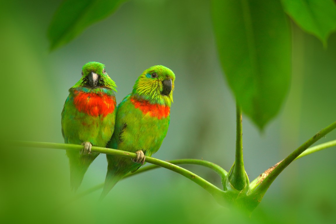 Squawk-tastic Parrot Trivia: Test Your Avian Knowledge