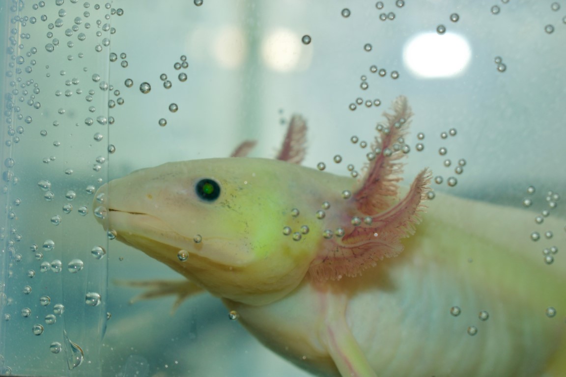 Axolotl Quiz Test Your Knowledge of These Amazing Amphibians! Daily Animal Trivia