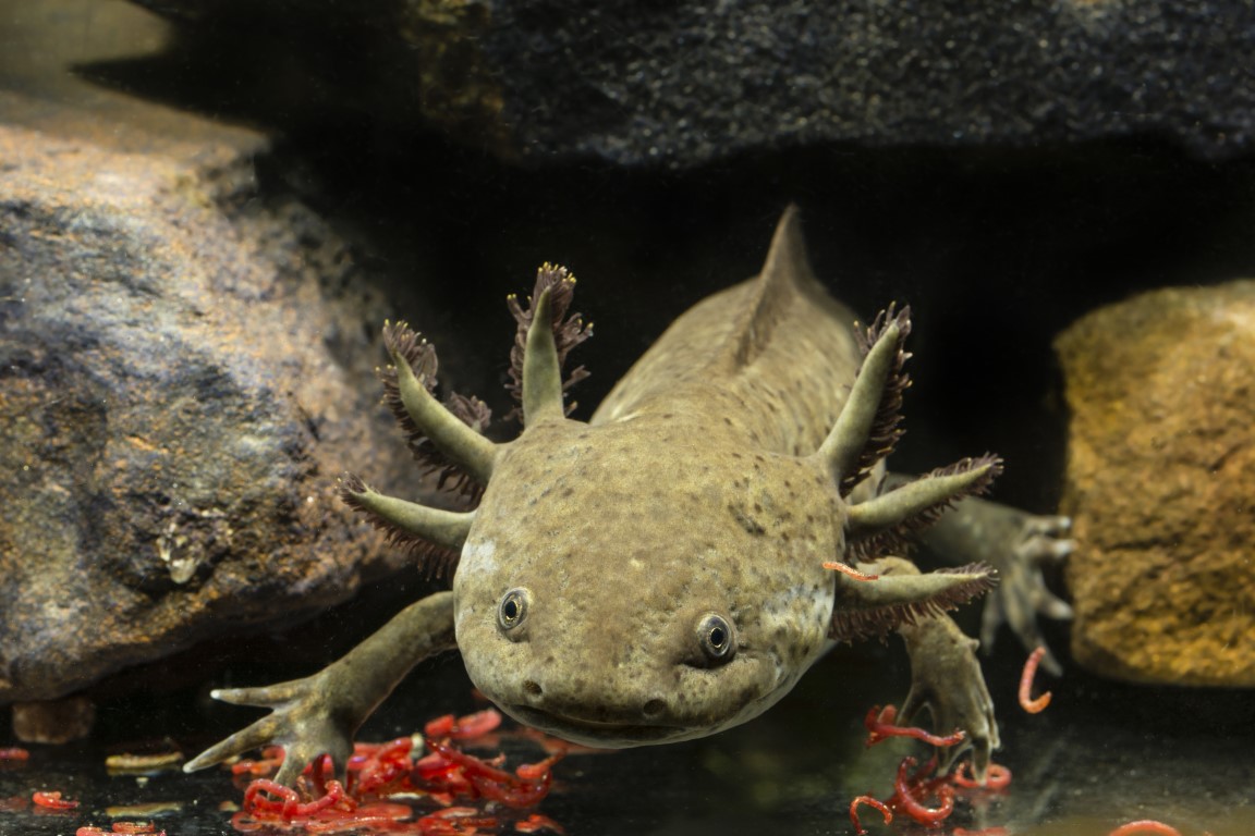 Axolotl Quiz: Test Your Knowledge of These Amazing Amphibians! - Daily ...