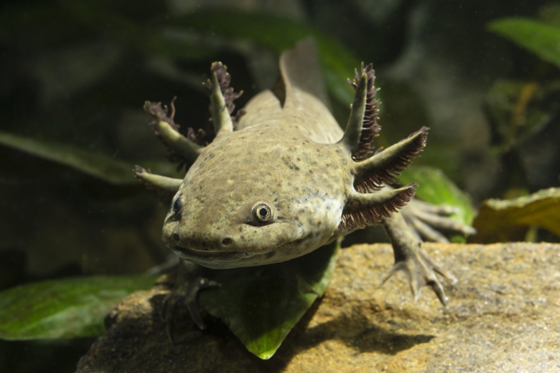 Axolotl Quiz: Test Your Knowledge of These Amazing Amphibians! - Daily ...