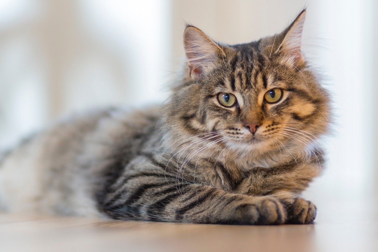 Fantastic Felines: A Purr-fect Quiz About Cats