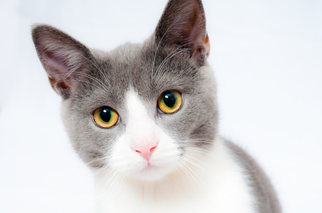 Meow and Purr Your Way Through This Cat Quiz