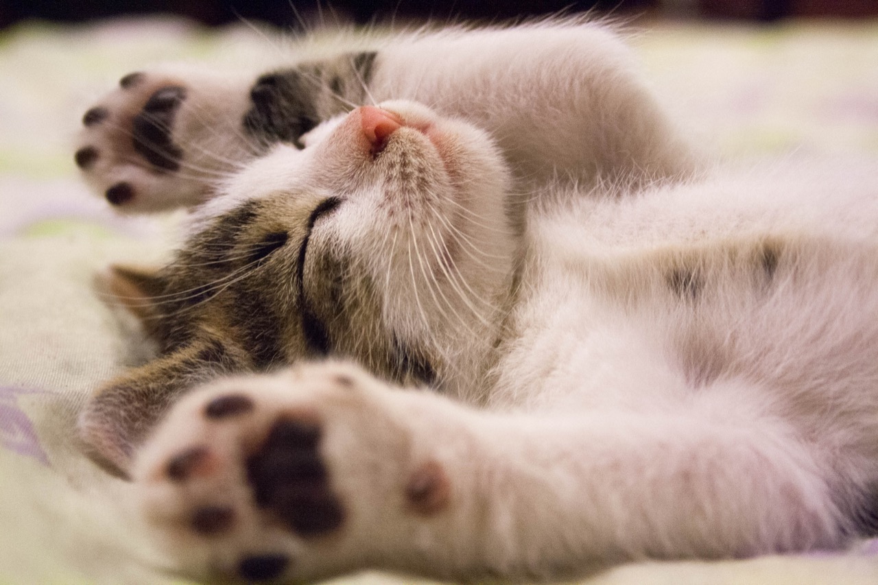 Meow and Purr Your Way Through This Cat Quiz