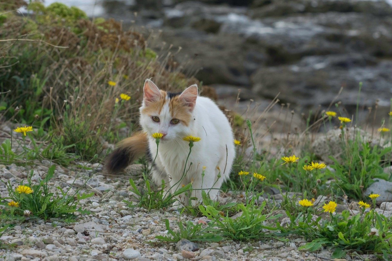Fantastic Felines: A Purr-fect Quiz About Cats
