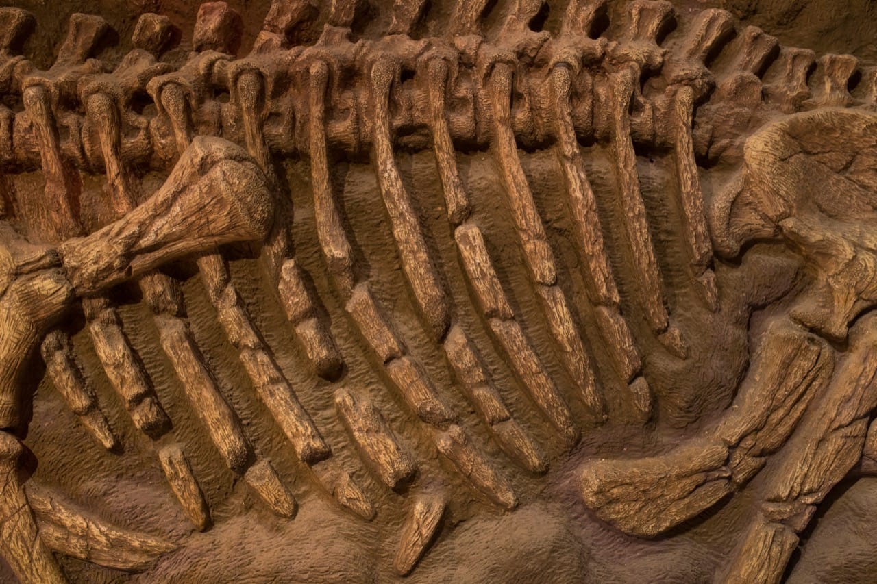 Megalosaurus Quiz: Test Your Knowledge of the First Dinosaur Discoveries