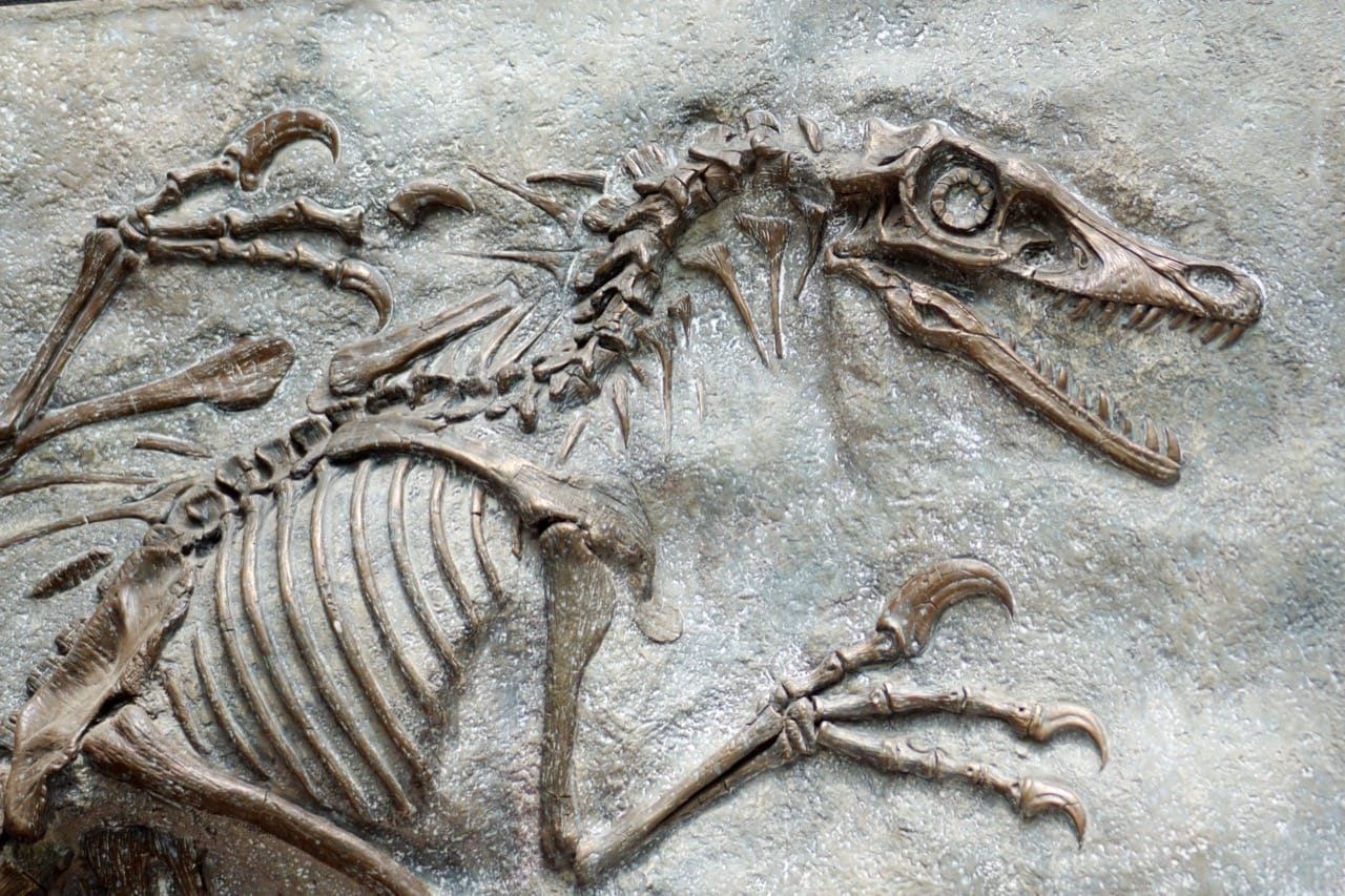 The Oviraptor Quiz: Test Your Knowledge of this Mysterious Dinosaur