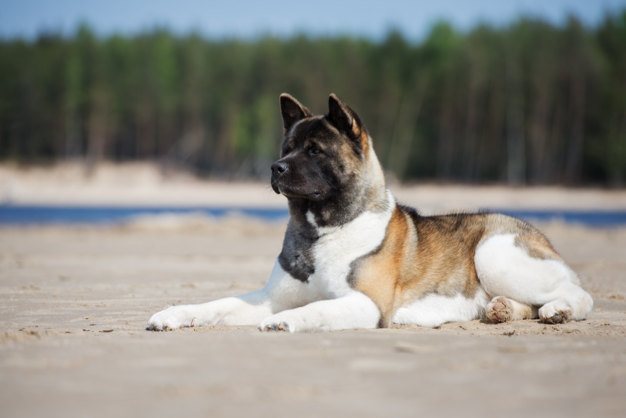 Akita Dogs: The Loyal and Versatile Breed - A Comprehensive Quiz