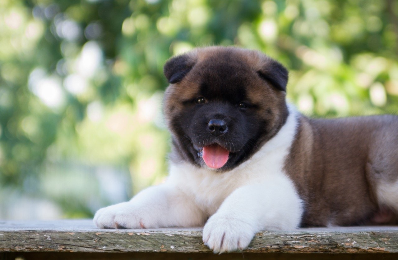 Akita Dogs: The Loyal and Versatile Breed - A Comprehensive Quiz