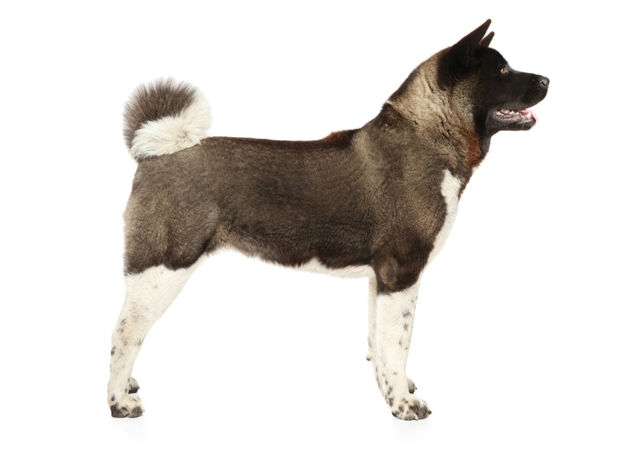 Akita Dogs: The Loyal and Versatile Breed - A Comprehensive Quiz