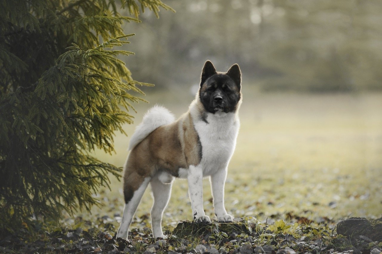 Akita Dogs: The Loyal and Versatile Breed - A Comprehensive Quiz