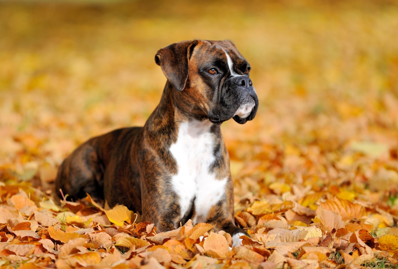 Test Your Knowledge The Ultimate Boxer Quiz Daily Animal Trivia