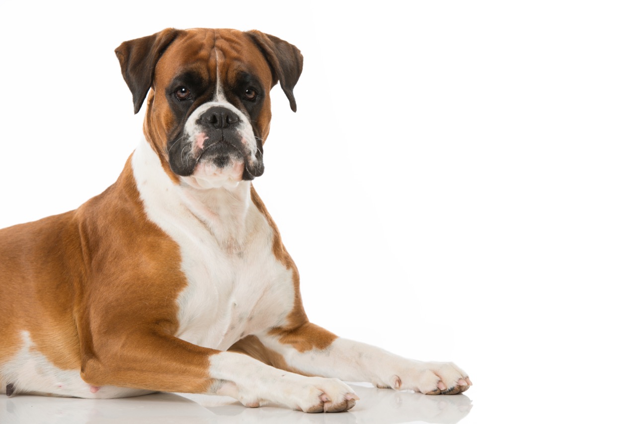 Test Your Knowledge The Ultimate Boxer Quiz Daily Animal Trivia
