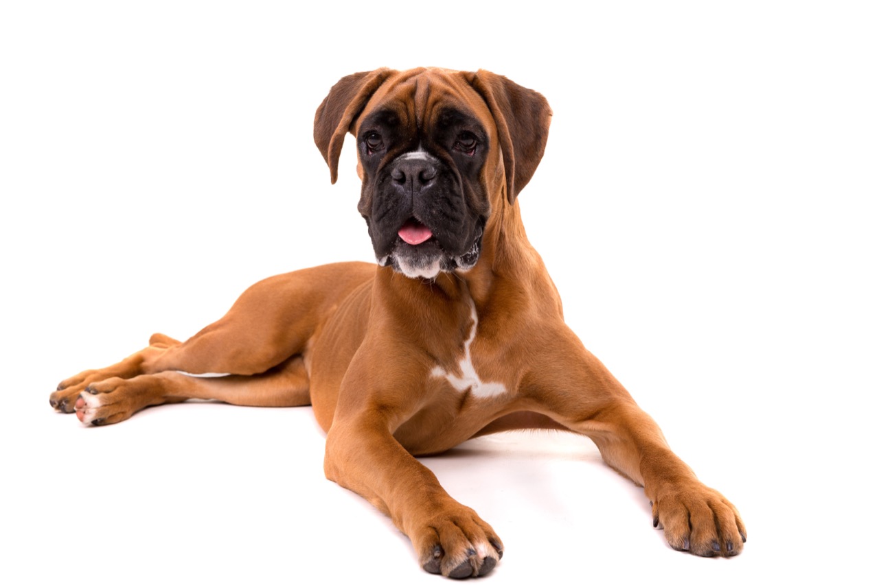 Test Your Knowledge The Ultimate Boxer Quiz Daily Animal Trivia