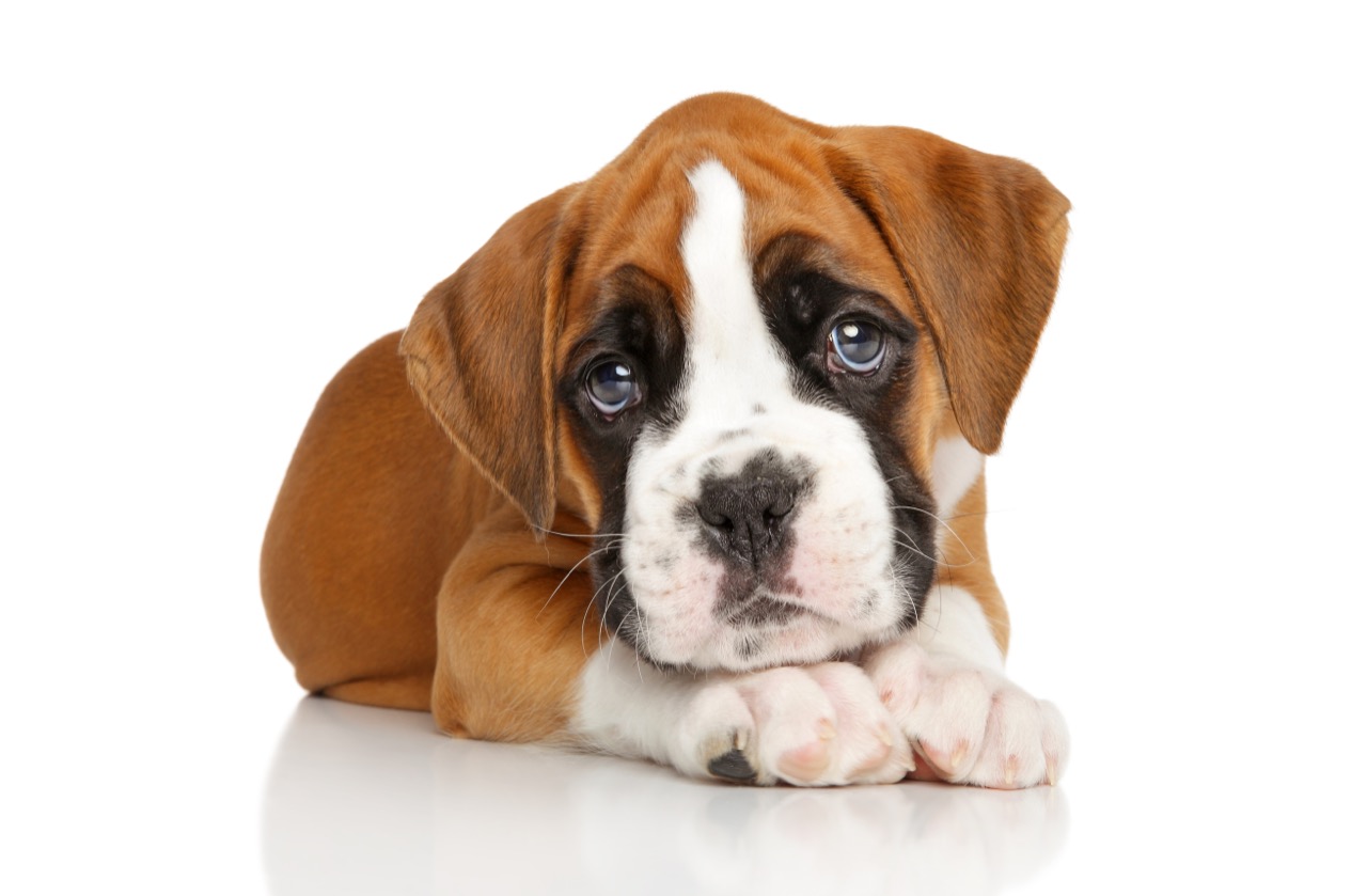 Test Your Knowledge The Ultimate Boxer Quiz Daily Animal Trivia