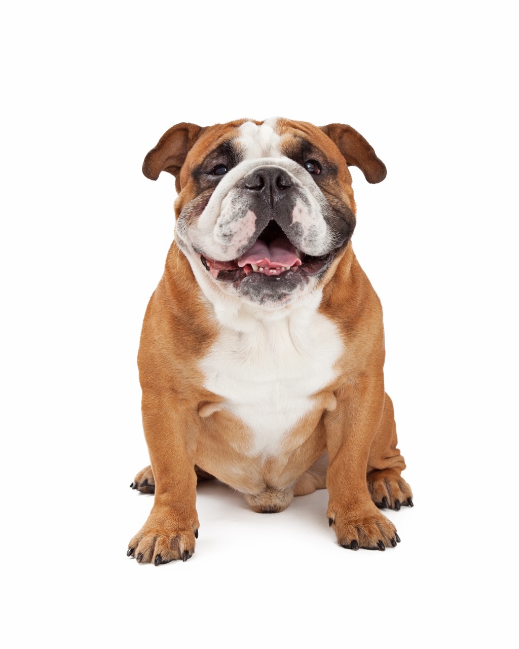 Bravo Bulldogs: Test Your Knowledge on These Beloved Canines! - Daily ...