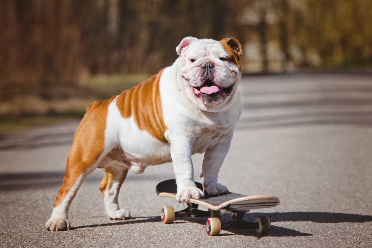 Bravo Bulldogs: Test Your Knowledge on These Beloved Canines! - Daily