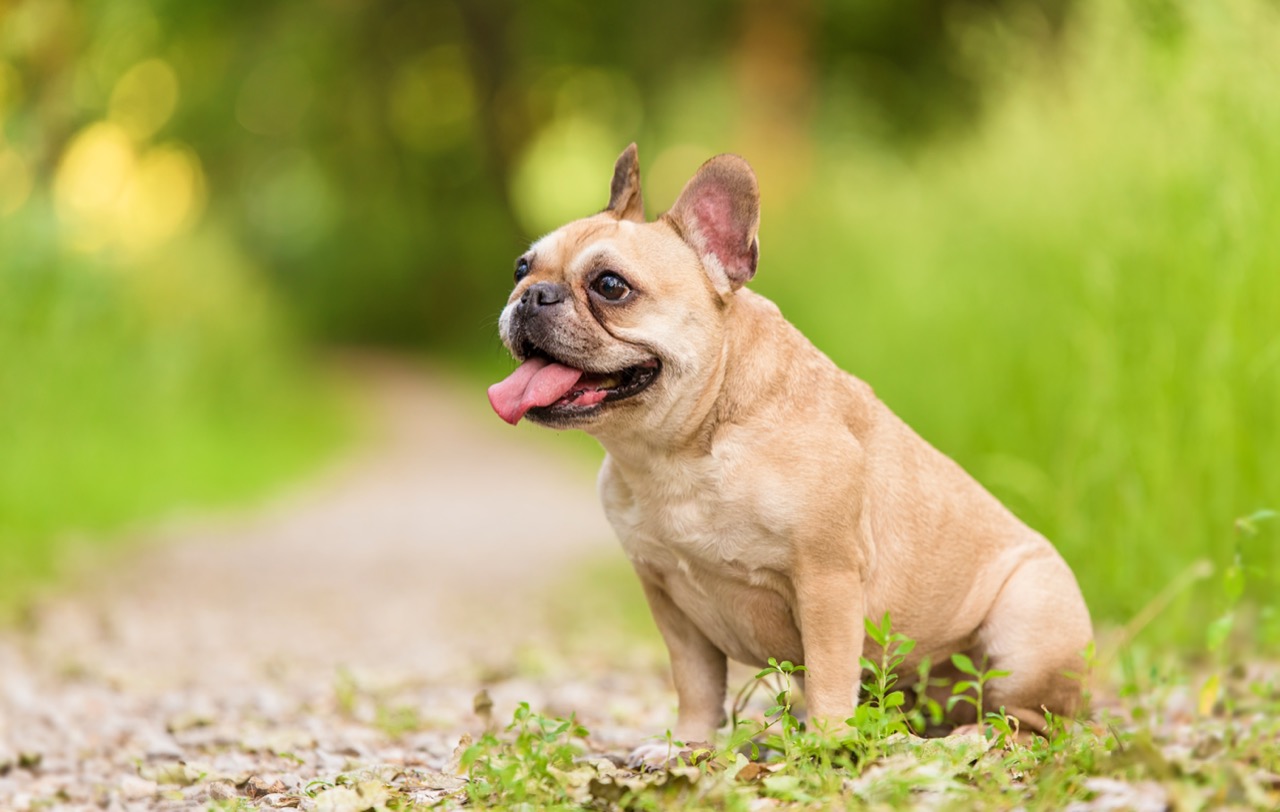 French Bulldogs The Adorable Companions Quiz Daily Animal Trivia