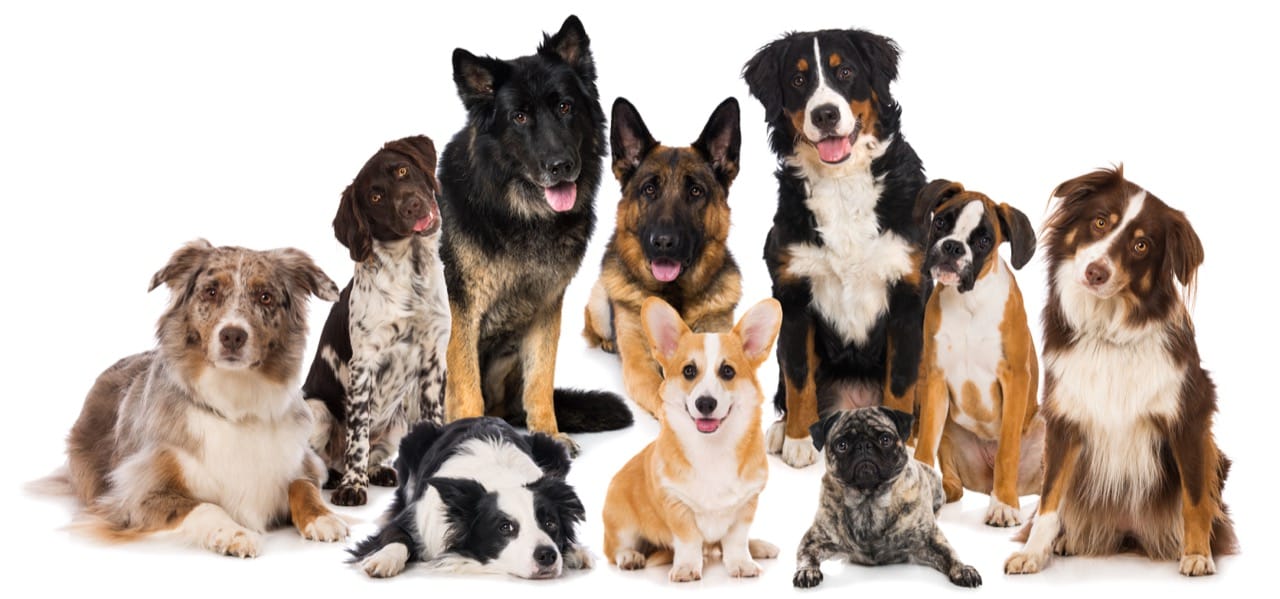 Canine Capers: A Paws-itively Fun Quiz about Dogs!