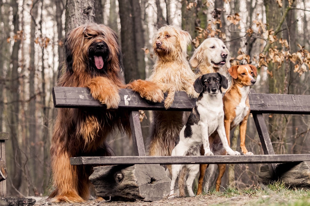 Canine Capers: A Paws-itively Fun Quiz about Dogs!