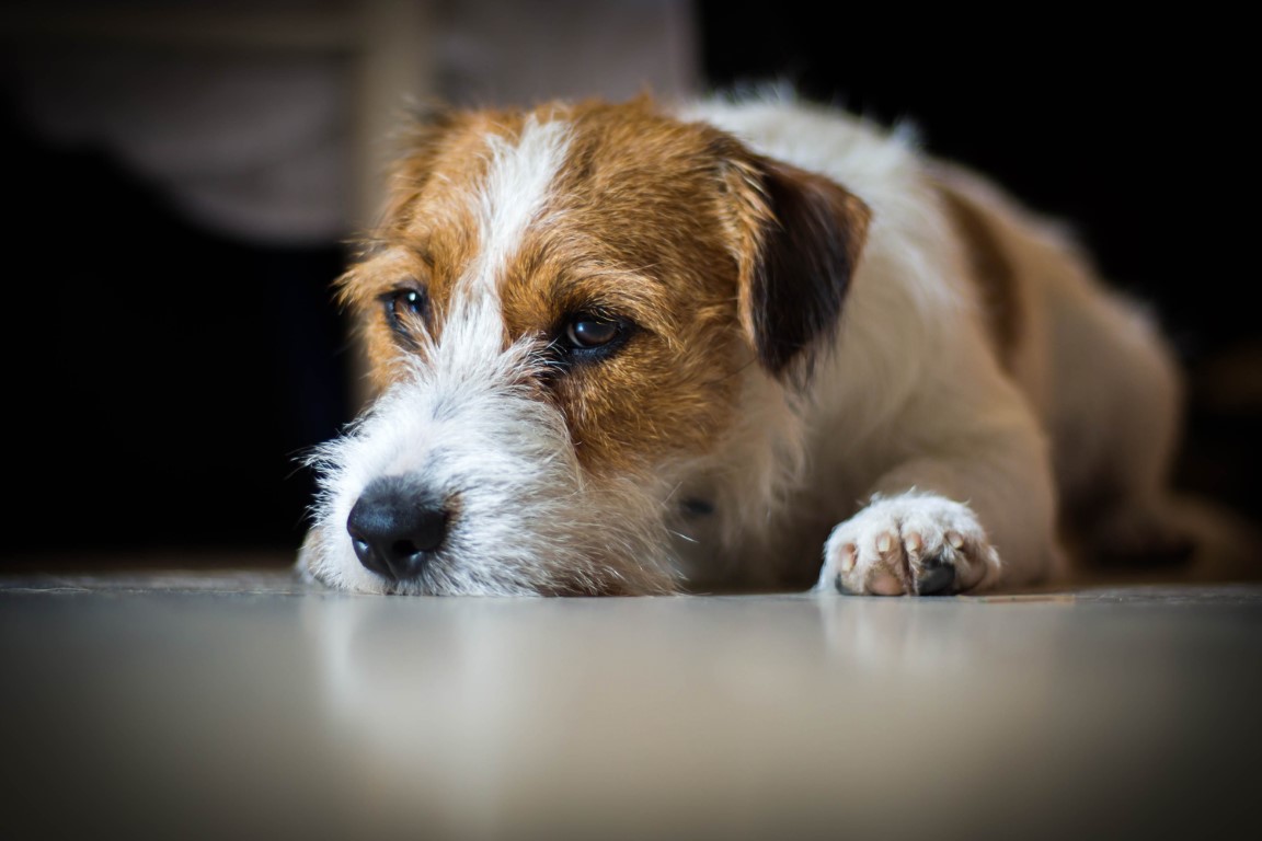 The Jacked-Up Jack Russells Quiz: How Well Do You Really Know This ...