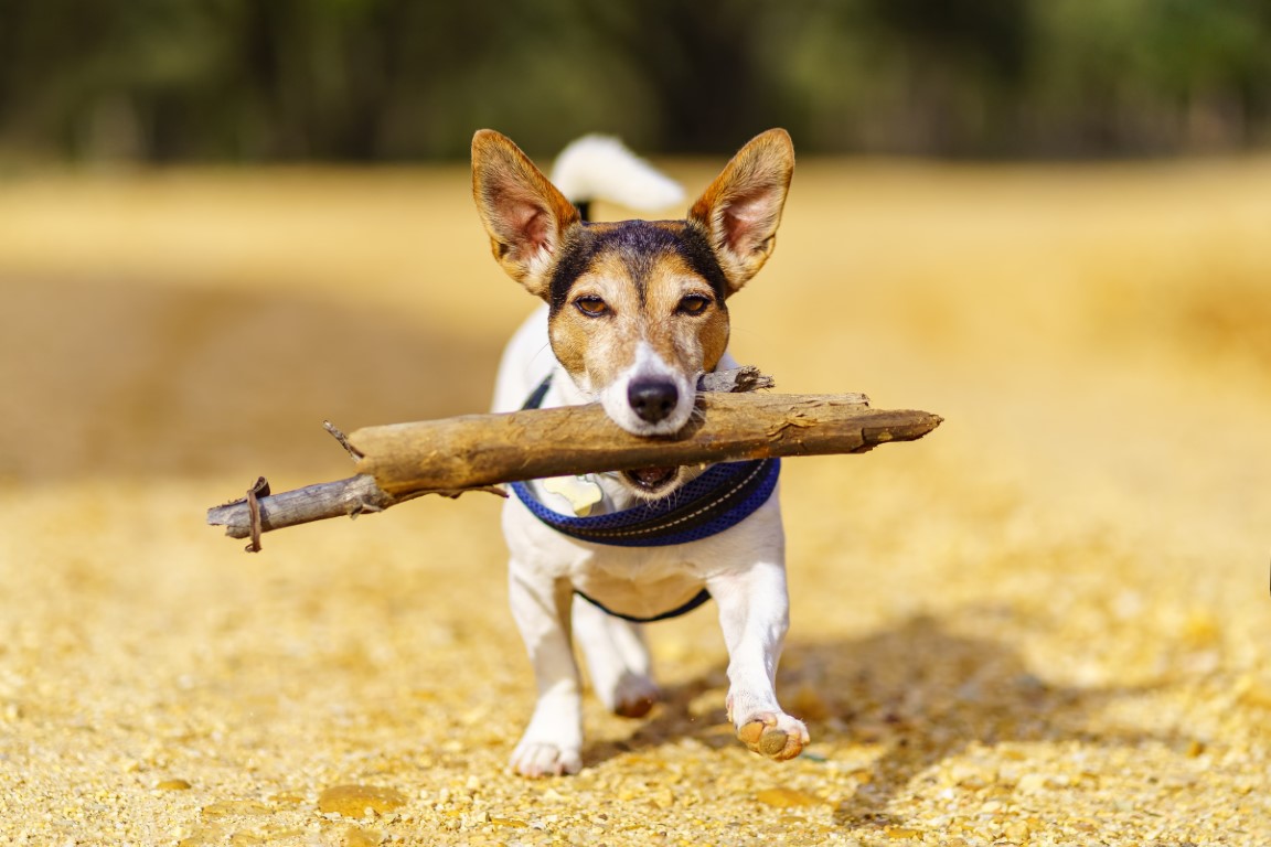 The JackedUp Jack Russells Quiz How Well Do You Really Know This