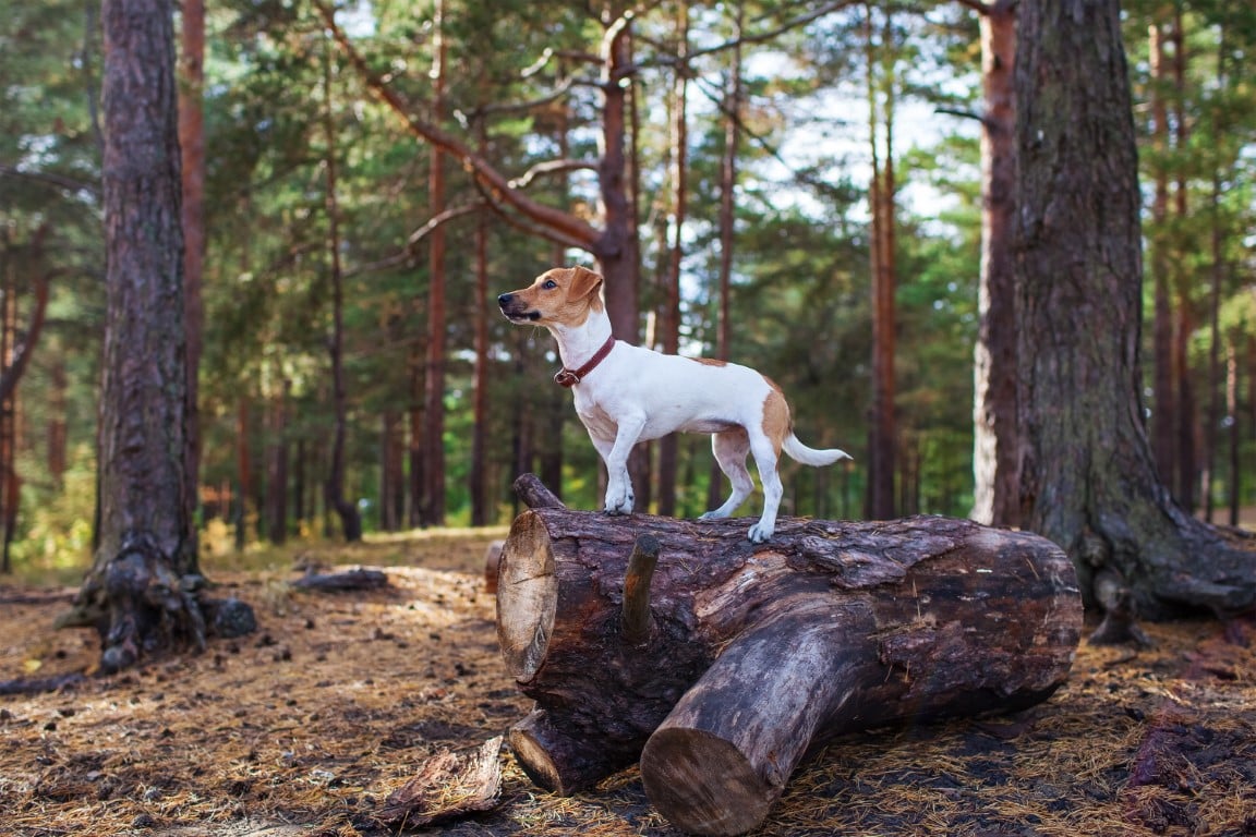 The Jacked-up Jack Russells Quiz: How Well Do You Really Know This 