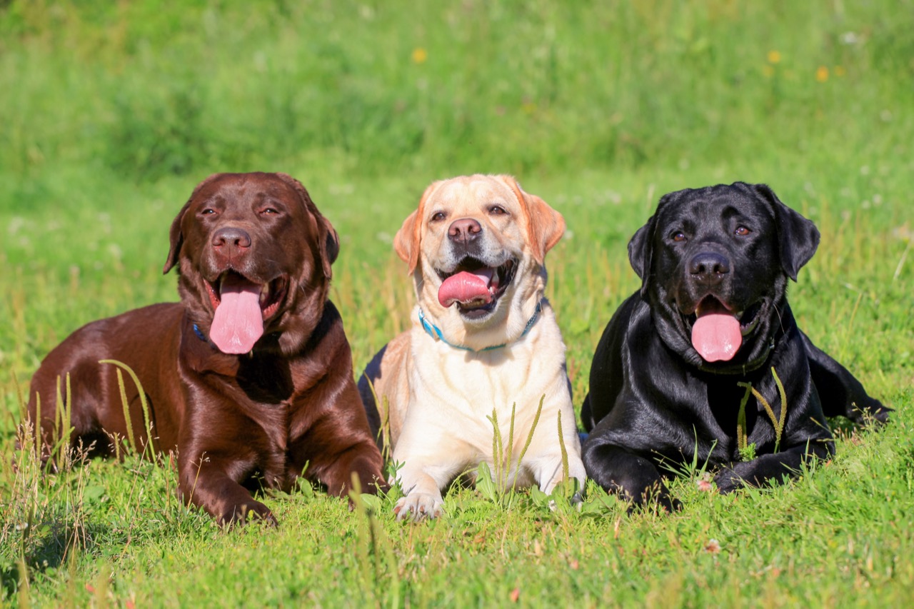 Labrador Retrievers Test Your Knowledge on Our Beloved Canine