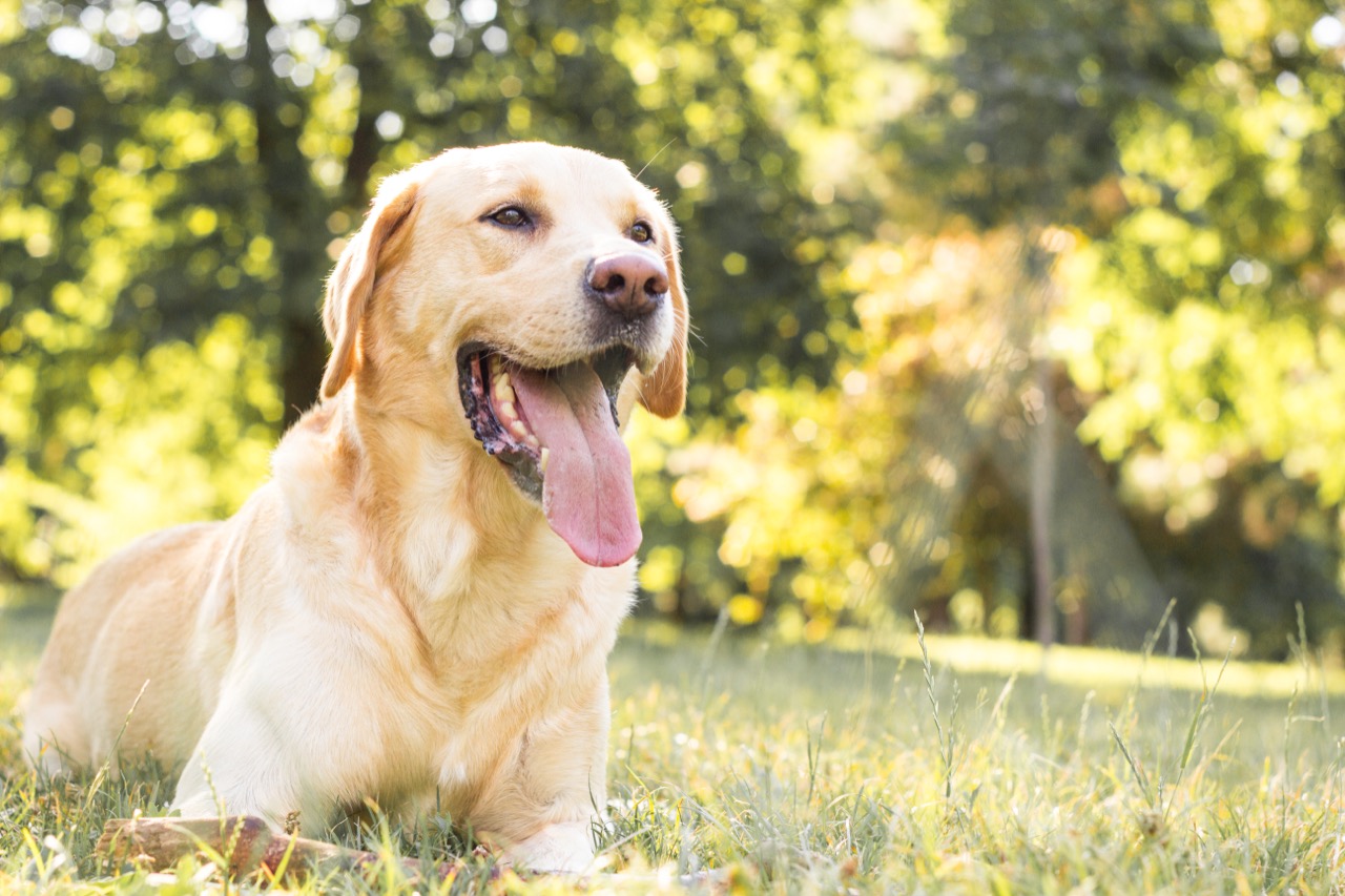 Labrador Retrievers Unleashing their History, Traits, and Popularity