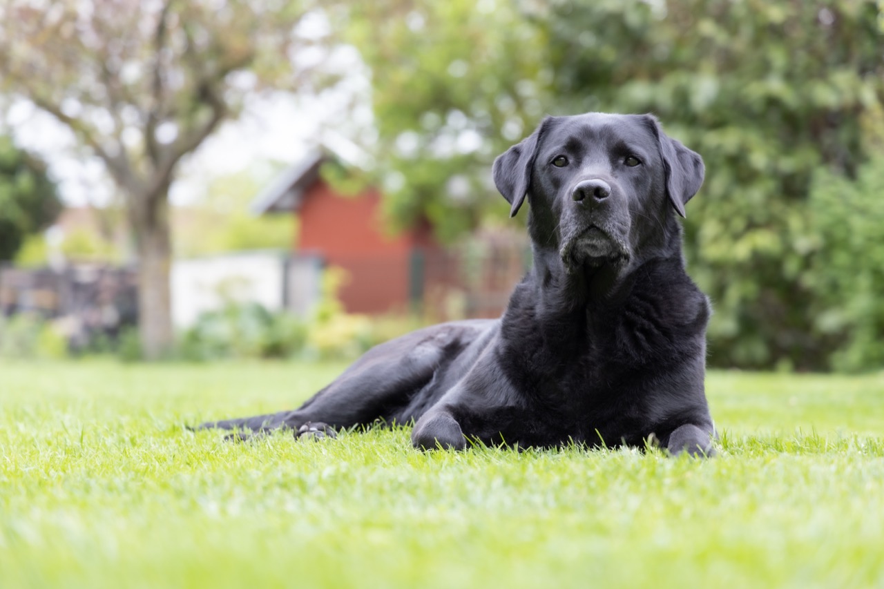 Labrador Retrievers: Test Your Knowledge on Our Beloved Canine ...