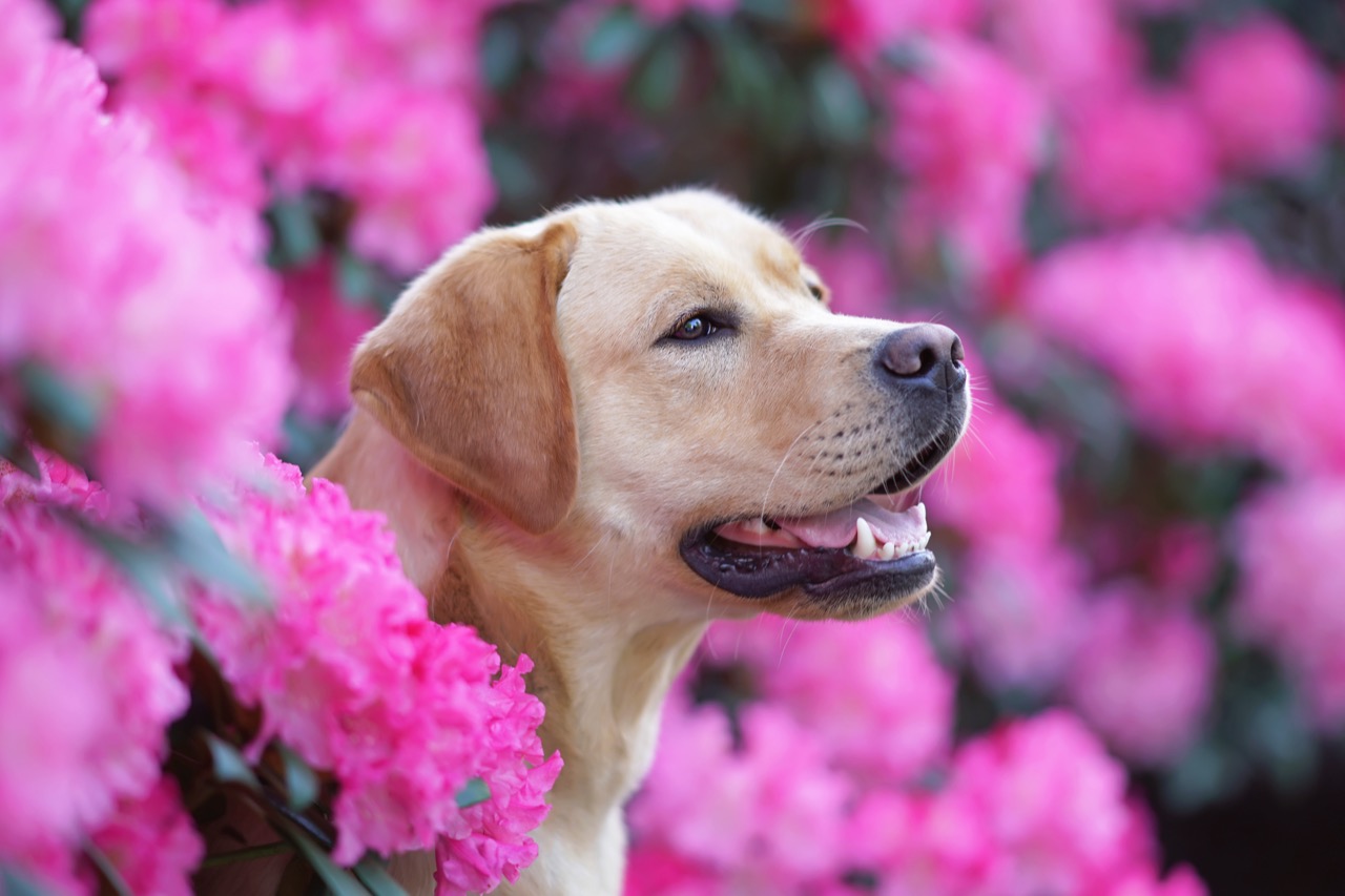 Labrador Retrievers Unleashing their History, Traits, and Popularity