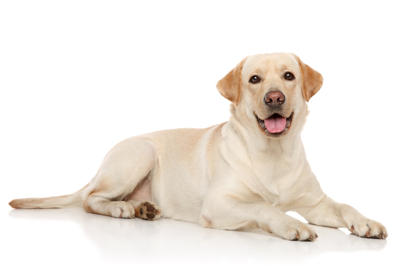 Labrador Retrievers Unleashing their History, Traits, and Popularity