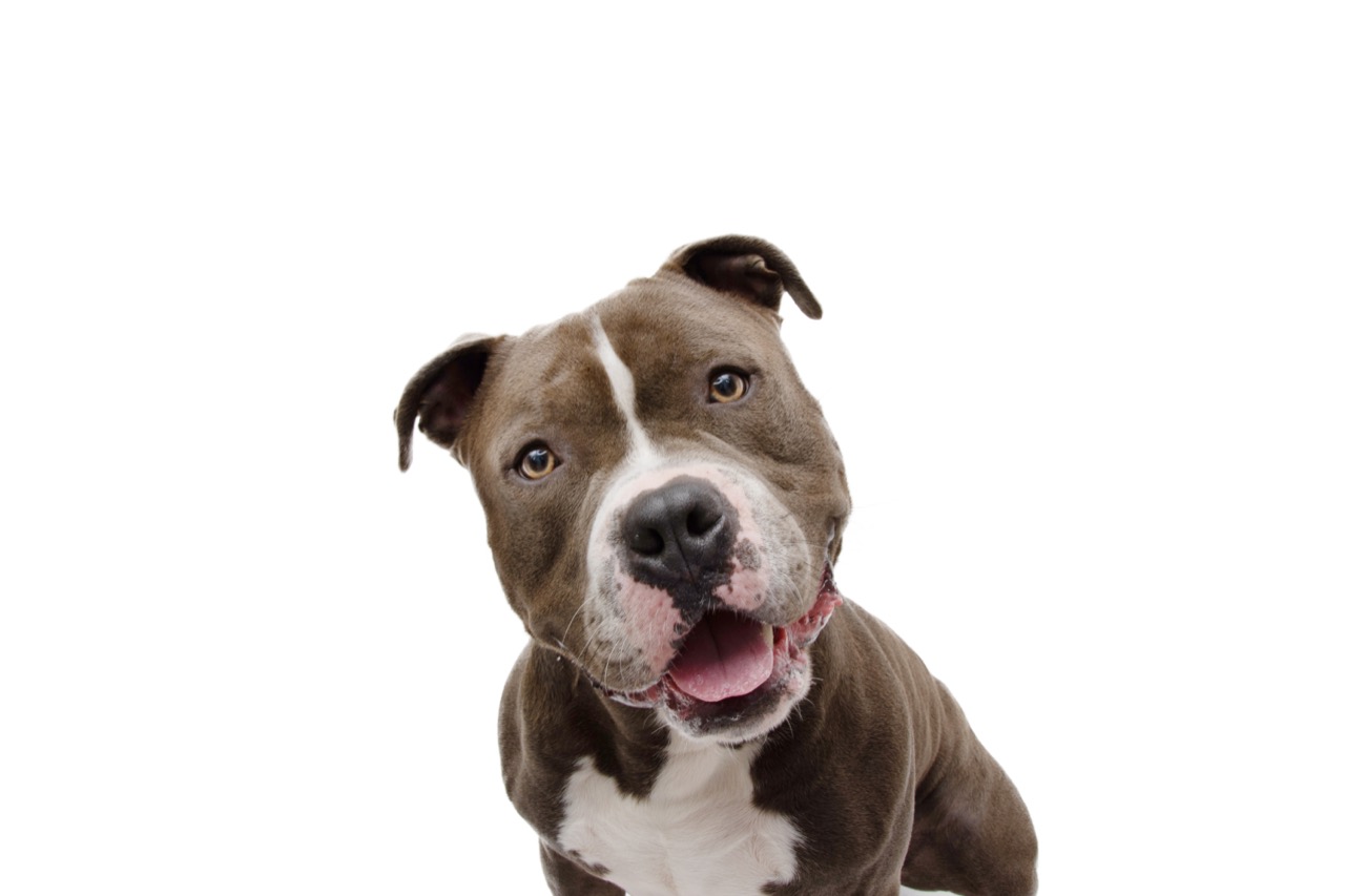 Pitbull Puzzles: Testing Your Knowledge On America's Most Controversial 