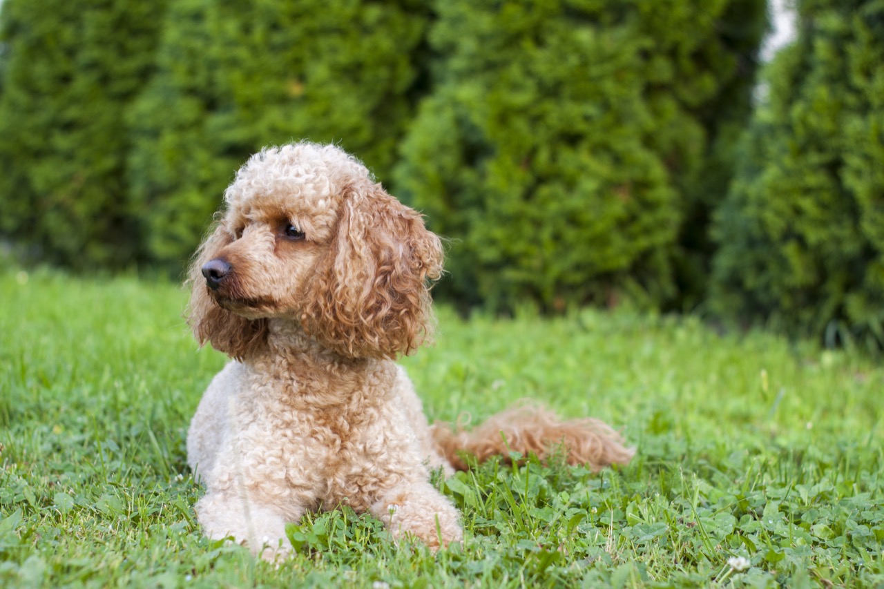 Poodle Knowledge Challenge: Test Your Understanding Of This Elegant 