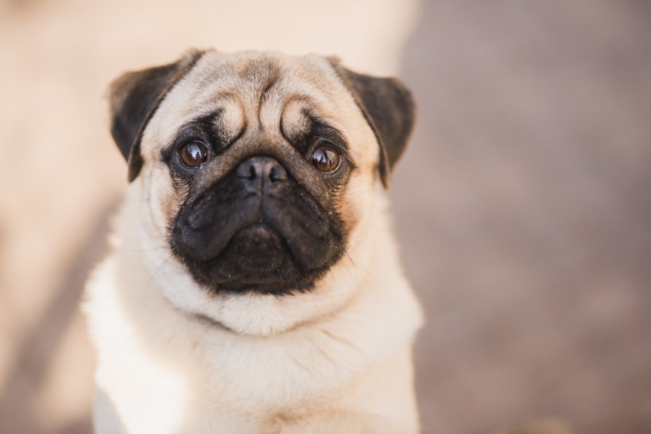 Pug Quiz: Test Your Knowledge on this Adorable Breed! - Daily Animal Trivia