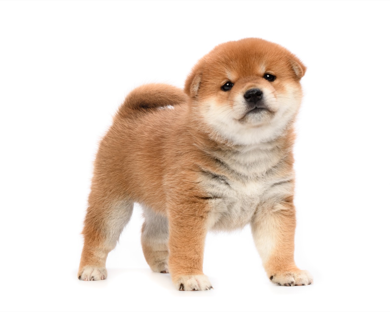 Shiba Inu Dogs Test Your Knowledge on Japan's Beloved Breed Daily