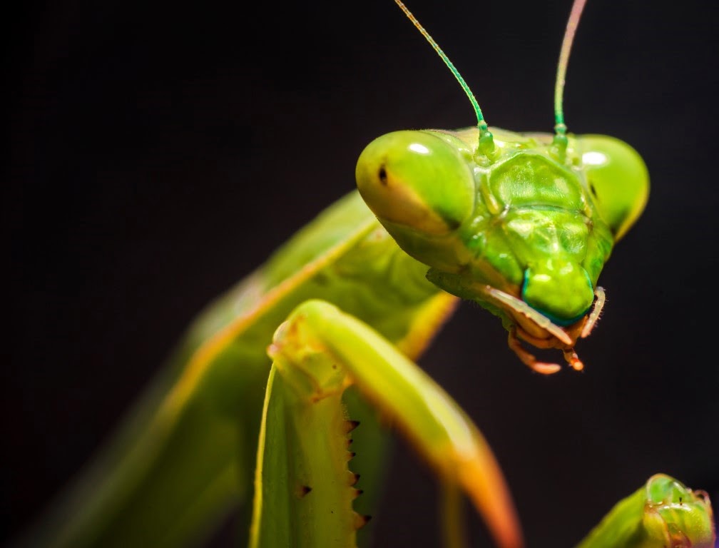 Test Your Icky Insect Knowledge