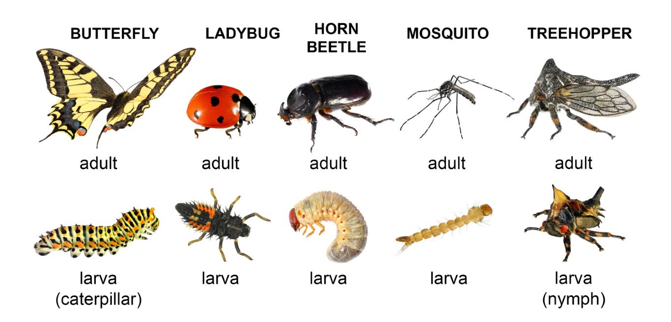 Test Your Icky Insect Knowledge Daily Animal Trivia