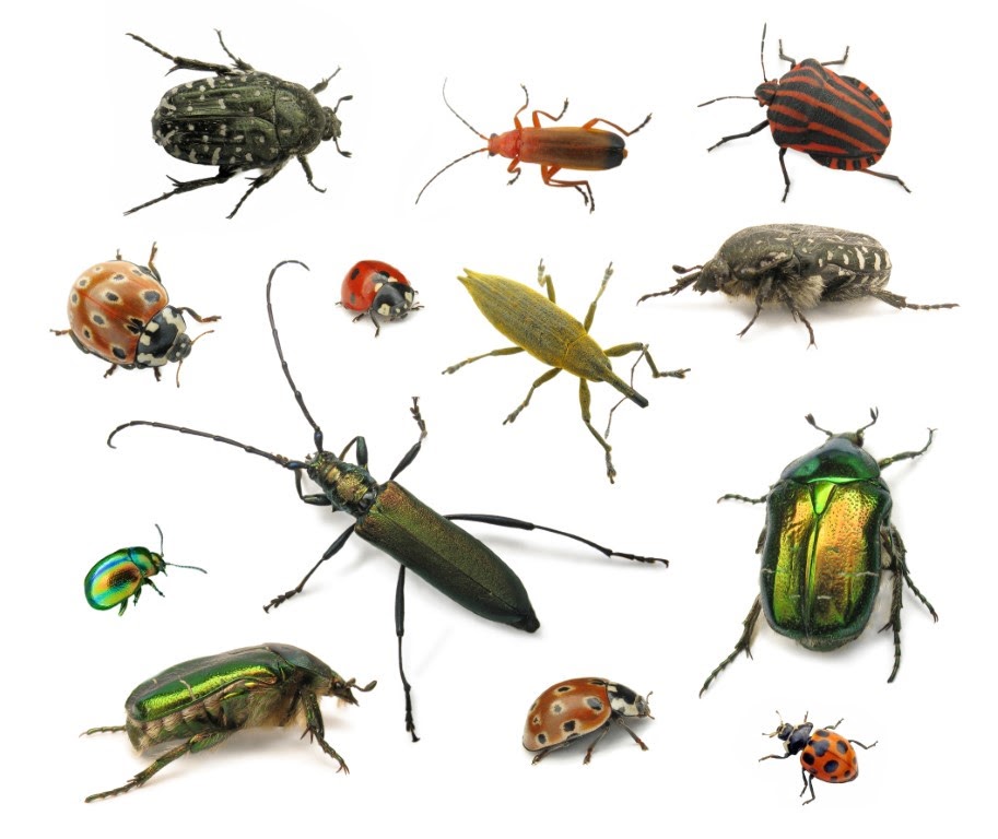 Test Your Icky Insect Knowledge