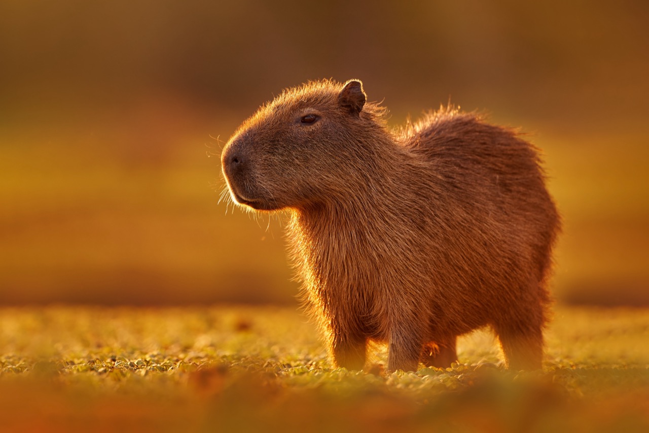 Piggy Quiz: How Much Do You Know About Guinea Pigs?